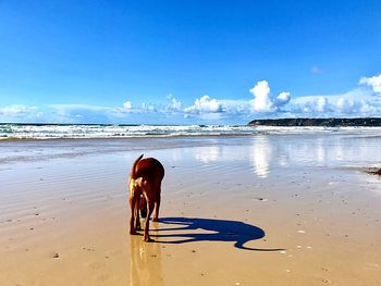 Woman with dog on beach