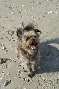 Little dog on beach
