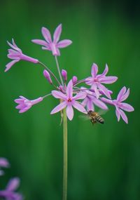 Close-up of bee pollinating on purple flower