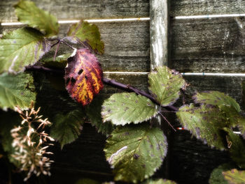 Close-up of flower growing on plant