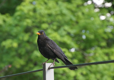 Close-up of bird perching on railing