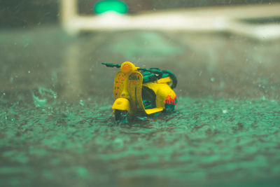 Toy swimming in sea