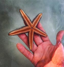 Close-up of hand holding starfish