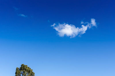 Low angle view of trees against blue sky