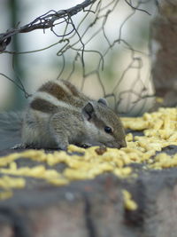 Close-up of squirrel