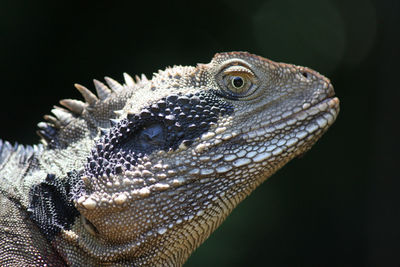 Close-up of iguana