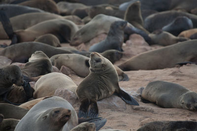 High angle view of sea lions on beach