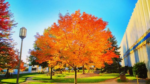 Autumn trees against clear sky