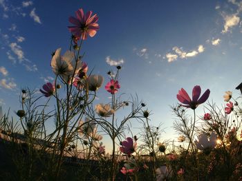 Low angle view of pink flowers against sky