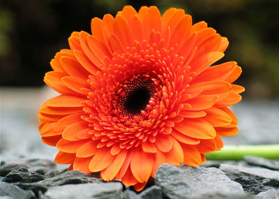 Close-up of orange flower