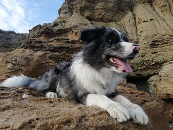 Dog border colli sitting on rock