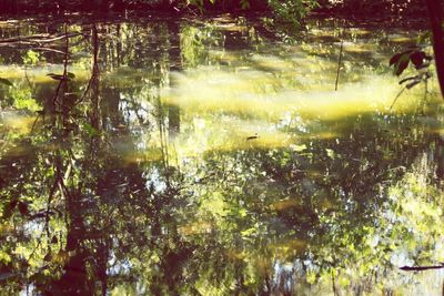 Close-up of fresh green plants in water