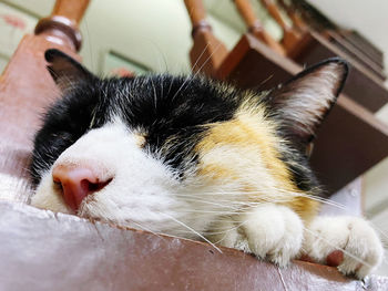 Close-up of cat sleeping