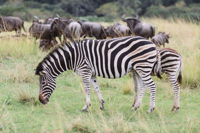 Zebras in a field