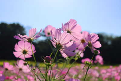 Close-up of pink flowering plants against sky