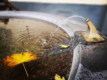 High angle view of leaves floating in drinking fountain during autumn