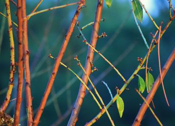 Close-up of plants against blurred background