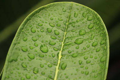 Close up shot of water drops in the green leafs on the garden, rain drops on the green leafs