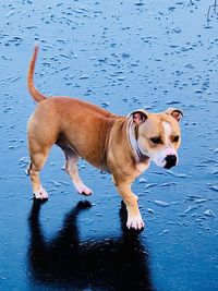 Dog on water