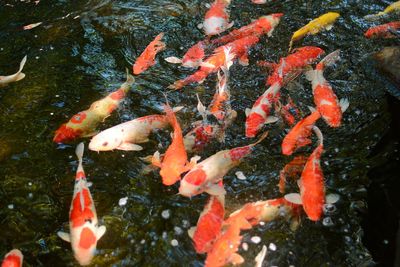 View of koi carps swimming in pond