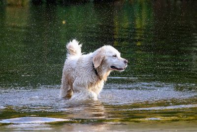 White dog in water