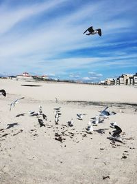 Flock of seagulls flying over beach