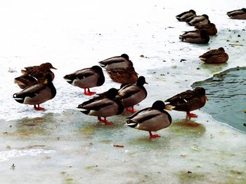 High angle view of birds in lake during winter