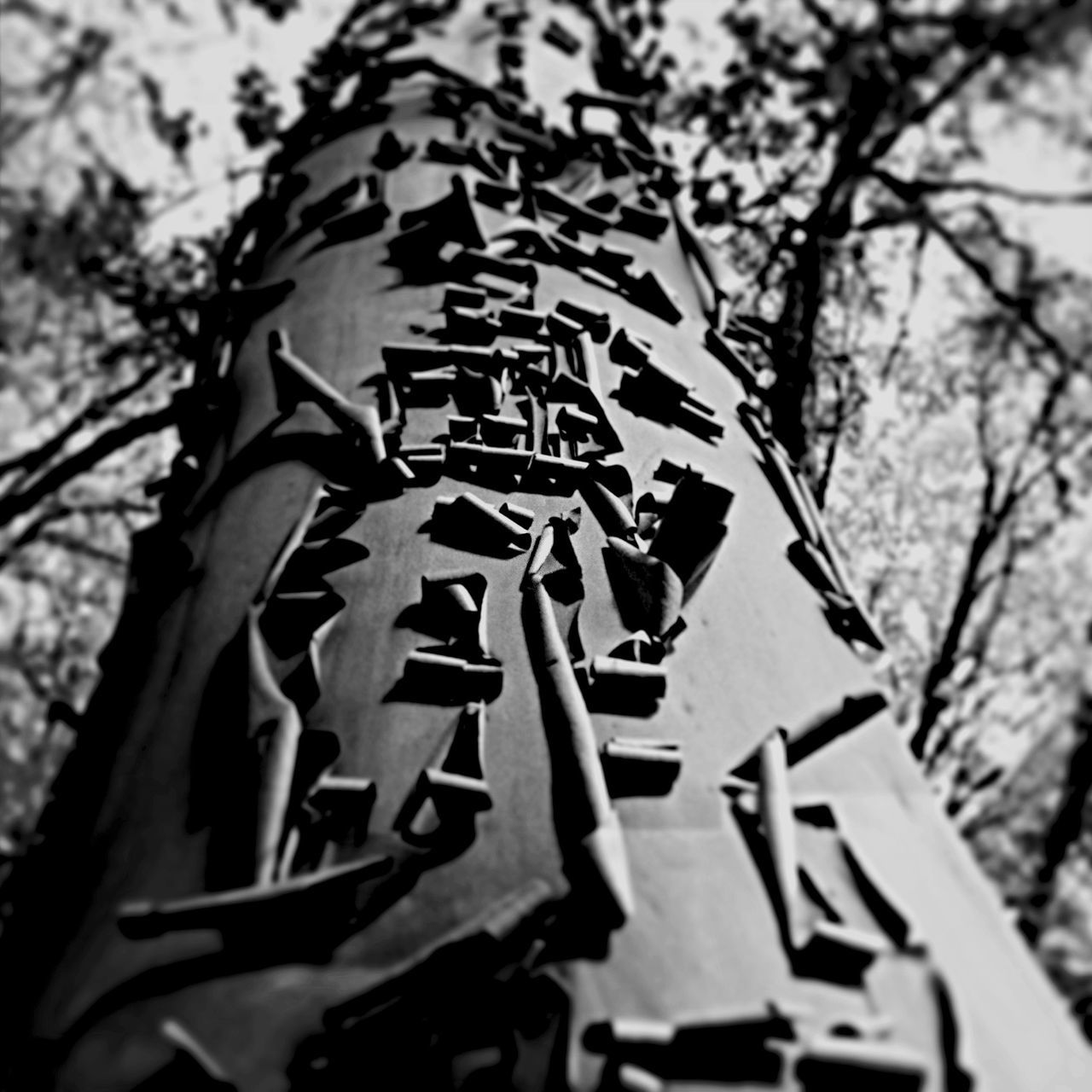 tree, low angle view, branch, growth, day, close-up, outdoors, no people, focus on foreground, building exterior, built structure, tree trunk, nature, sky, sunlight, architecture, text, selective focus, forest, tilt