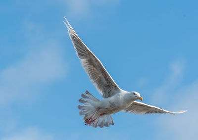 Seagull fly 