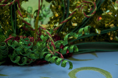 Close-up of vegetables on plant