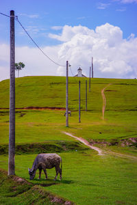 Sheep grazing in a field