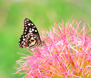 Close-up of butterfly pollinating on pink flower