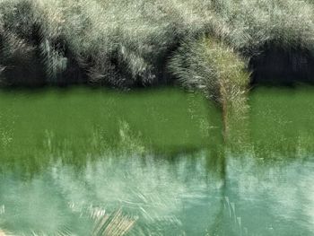 Reflection of a cat on water