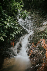Scenic view of waterfall in forest