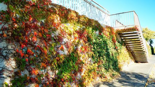 Low angle view of trees by plants during autumn