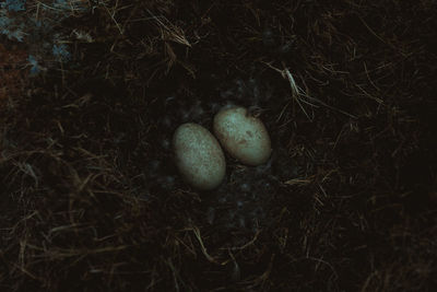 High angle view of eggs on field