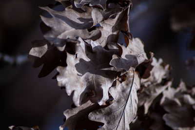 Close-up of dry leaves on plant