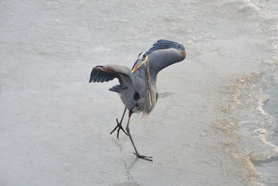 High angle view of bird flying