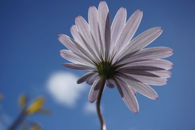 Close-up of flower against sky