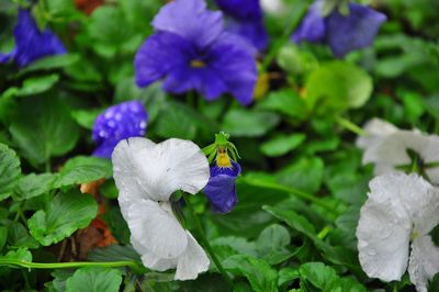 Close-up of purple flowering plants