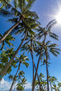 Low angle view of palm tree against sky