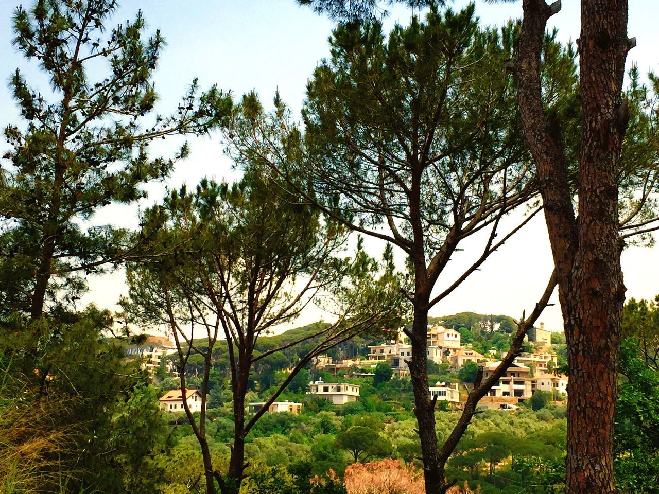 tree, growth, no people, day, architecture, nature, beauty in nature, outdoors, building exterior, built structure, landscape, scenics, branch, sky, city