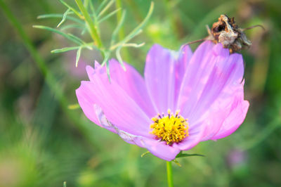 Close-up of bee pollinating on flower