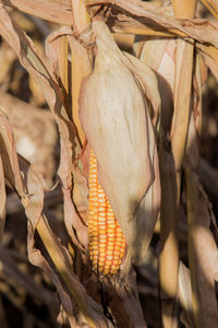 Ripe ear of corn.