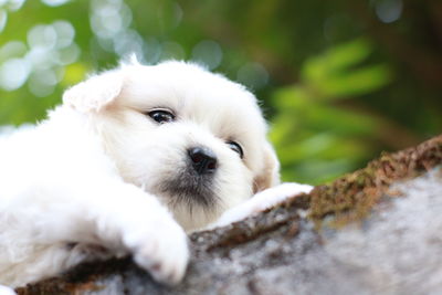 Close-up portrait of white puppy