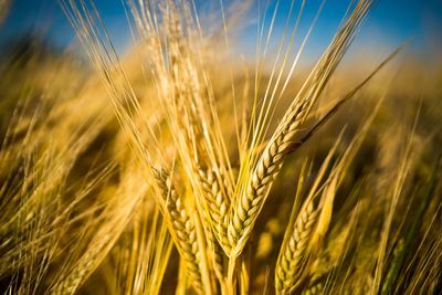 Close-up of cereal plants growing on agricultural field