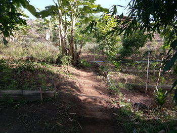 Trees growing on field in forest