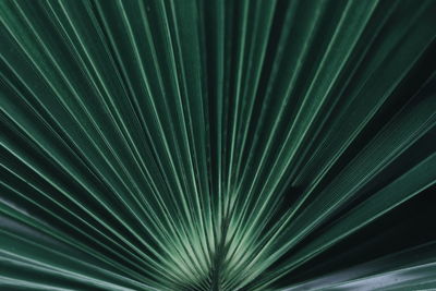 Full frame shot of palm leaf