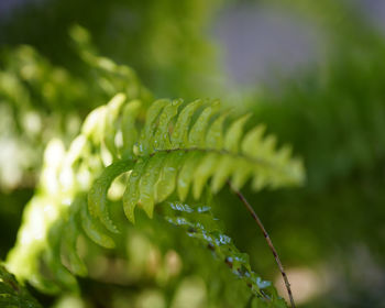 Close-up of fern leaves