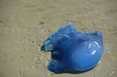 Close-up of blue turtle on beach